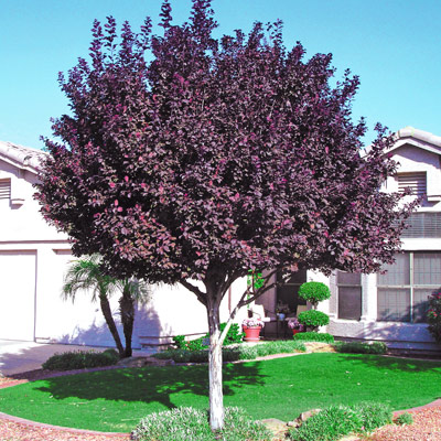 purple leaf plum