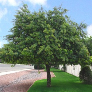 Trees - E.L.M Landscaping & Design Inc.